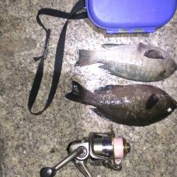 石畳浮き釣り シーズンはこれから