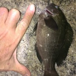 やっぱりシーズンはまだまだ？