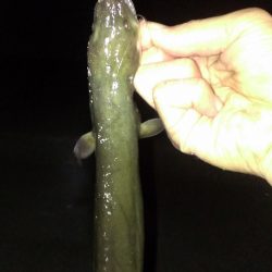 大アナゴと思いきやまさかの… ！？