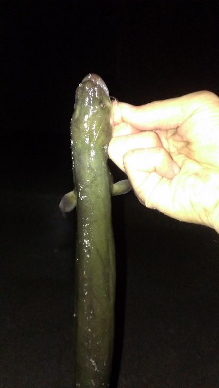 大アナゴと思いきやまさかの... ！？