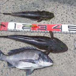 マゴチ　デイゲーム