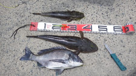 マゴチ　デイゲーム