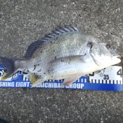 淀川チニング！