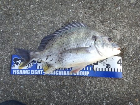 淀川チニング！