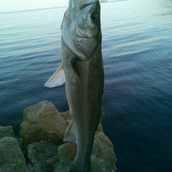 スズキ70cmオーバー