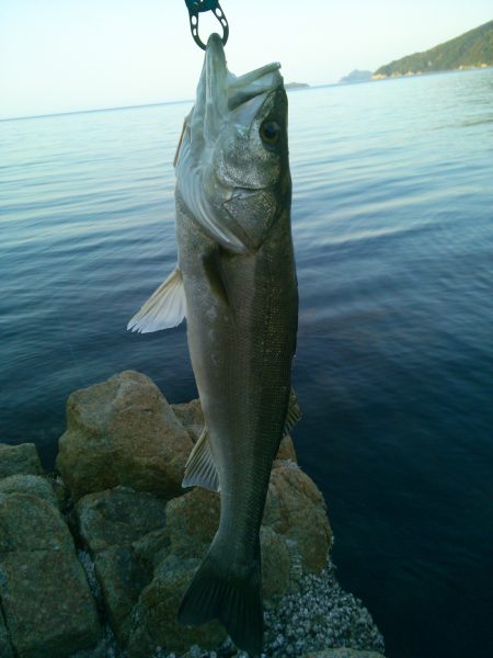 スズキ70cmオーバー