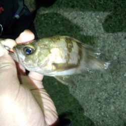 短時間メバリング！