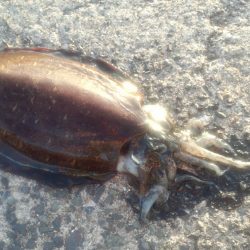 も…紋甲イカ@小橋