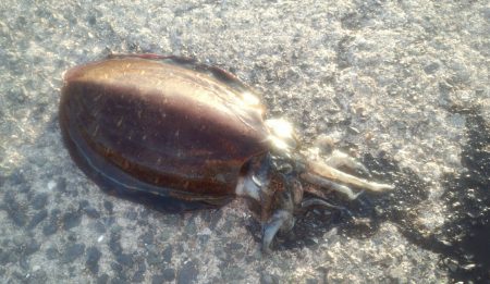 も…紋甲イカ@小橋