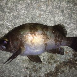 なかなかの釣果