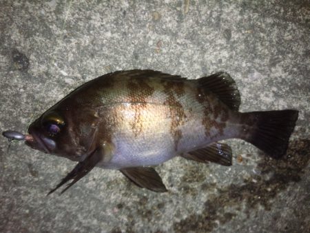 なかなかの釣果