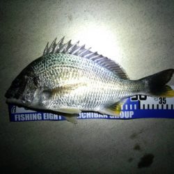 チニング…？！