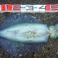 やっと春アオリ！