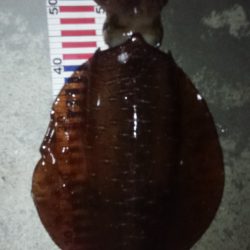 大きい春イカ求めて