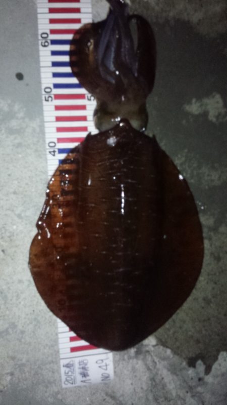 大きい春イカ求めて