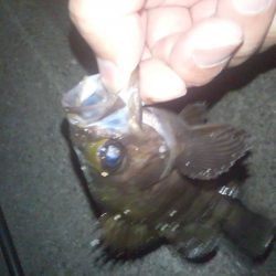 すぐにメバルが