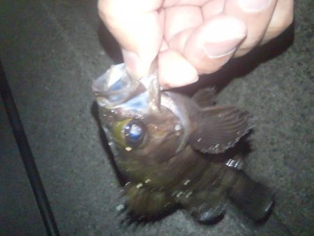 すぐにメバルが