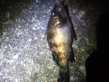 ちょいメバリング