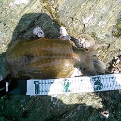 和歌山市内にもアオリイカ！