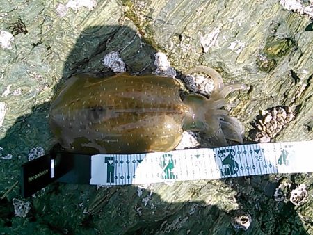 和歌山市内にもアオリイカ！