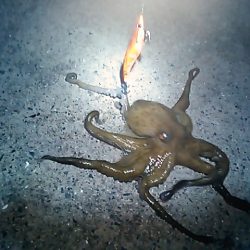 和歌山市内のアオリイカ調査！