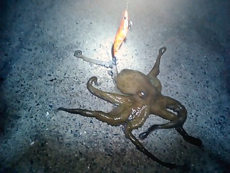 和歌山市内のアオリイカ調査！