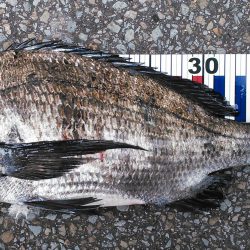 青物回遊りリベンジ！