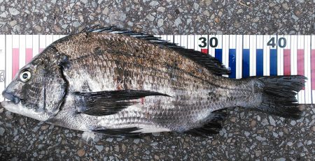 青物回遊りリベンジ！