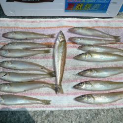 成が島水道でキス狙い