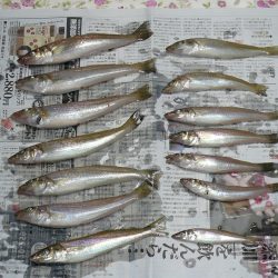 シーズン初の津居山釣行