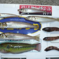 成が島釣行後に西淡釣査