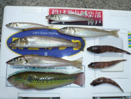 成が島釣行後に西淡釣査