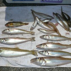 淡路津名港でキス狙い