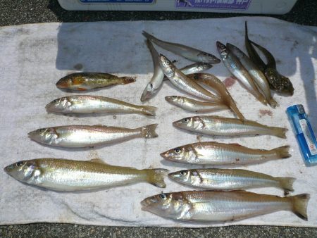 淡路津名港でキス狙い