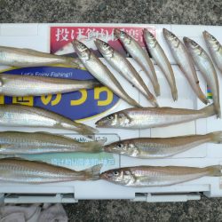 志筑新島でキス狙い