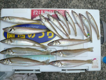 志筑新島でキス狙い