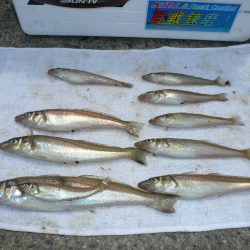 今シーズン２度目の津居山釣行