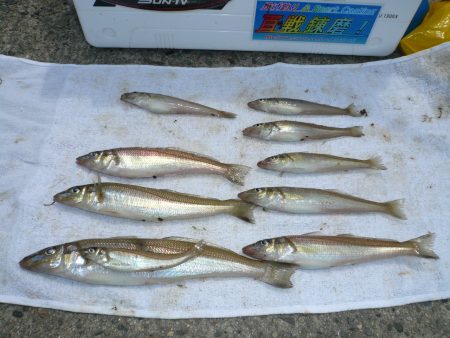 今シーズン２度目の津居山釣行