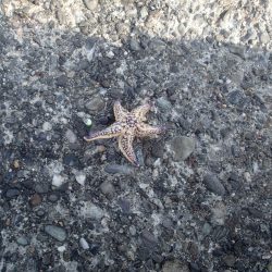 やっぱりガシラか・・・