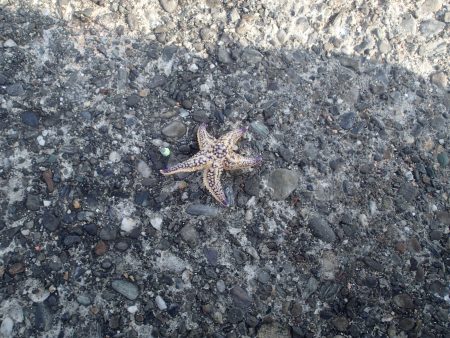 やっぱりガシラか・・・