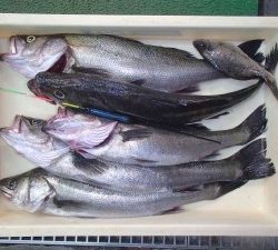 また、ヤられた(泣)