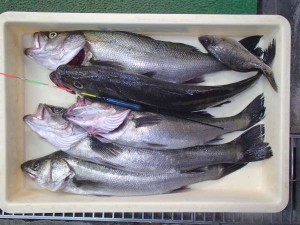 また、ヤられた(泣)