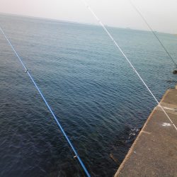 派手に竿を動かしたのは、キビレ４２㎝