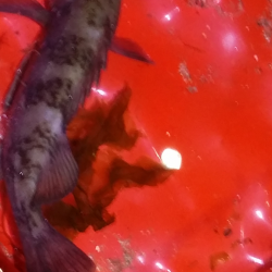 泉南エリアメバリング