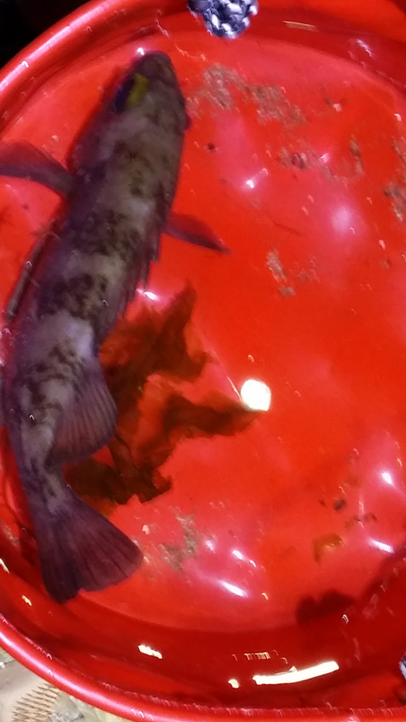 泉南エリアメバリング