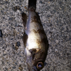 泉南エリア残念子メバル