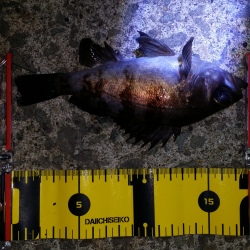 泉南エリアメバリング