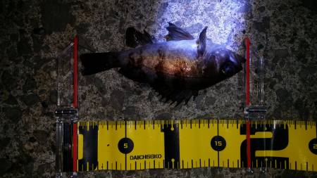 泉南エリアメバリング