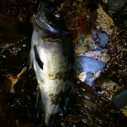 谷川漁港付近メバリング