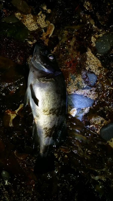 谷川漁港付近メバリング